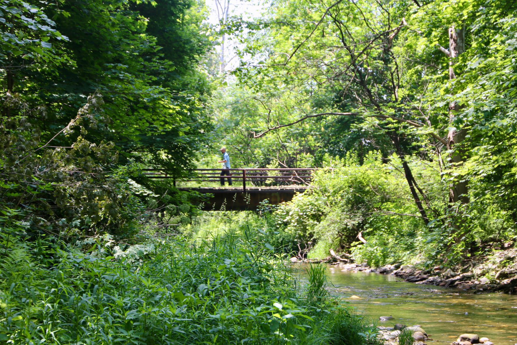 Cambridge Community Forest